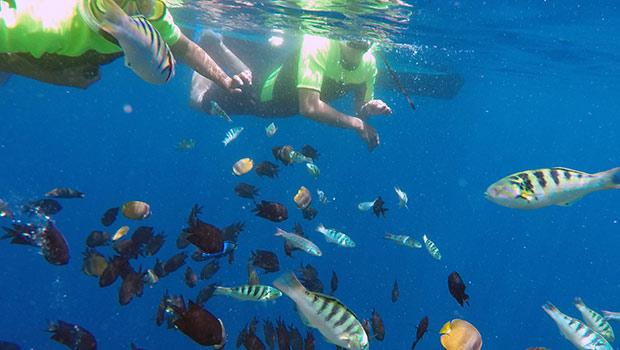 Best Snorkeling Places in Indonesia