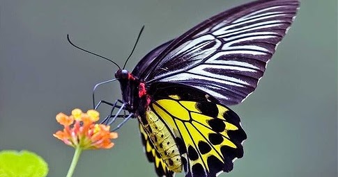 Types of Butterfly in Indonesia