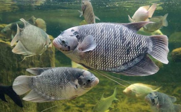 freshwater fish in indonesia