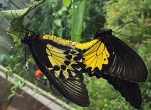 types of indonesian butterfly