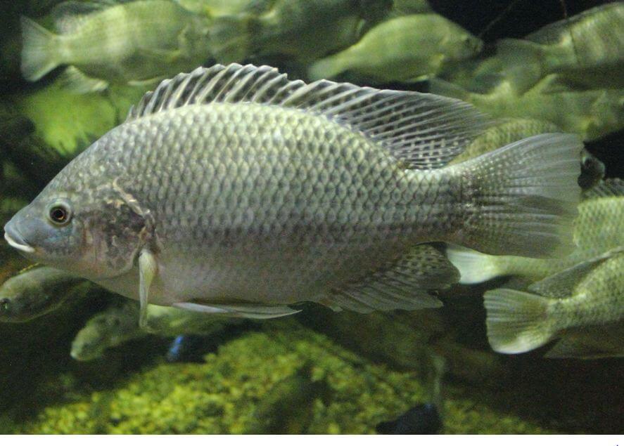 Types of Indonesian Freshwater Fish