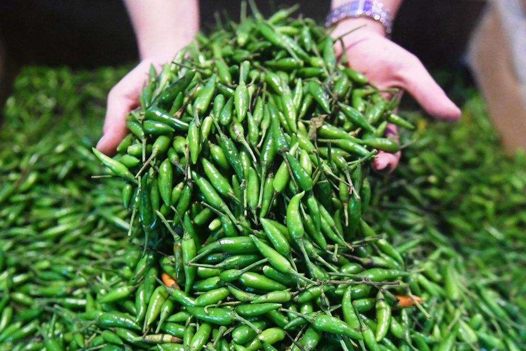 Indonesian's Local Chilli Pepper