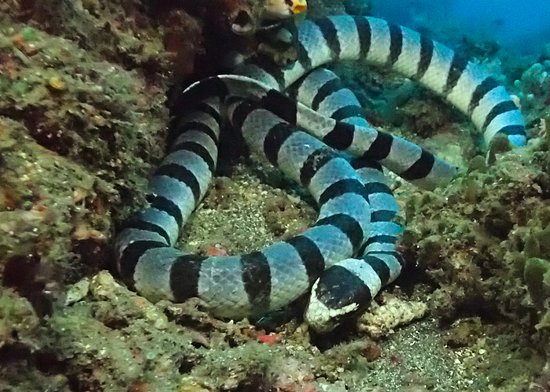 Indonesia Most Dangerous Sea Creatures