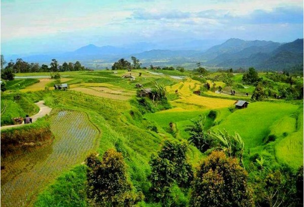 Indonesian Best Rice Terraces that Worth to Visit