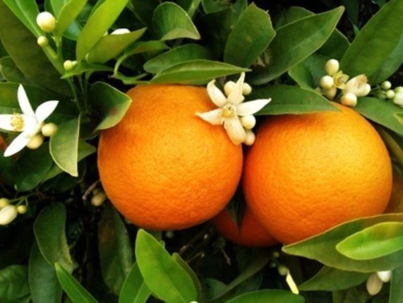 Types of Citrus That Grow in Indonesia