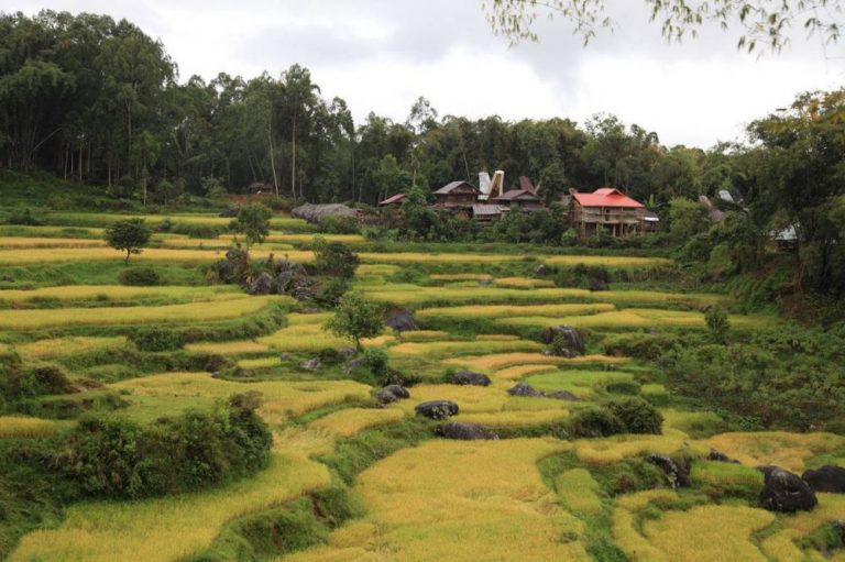 Indonesian Best Rice Terraces that Worth to Visit