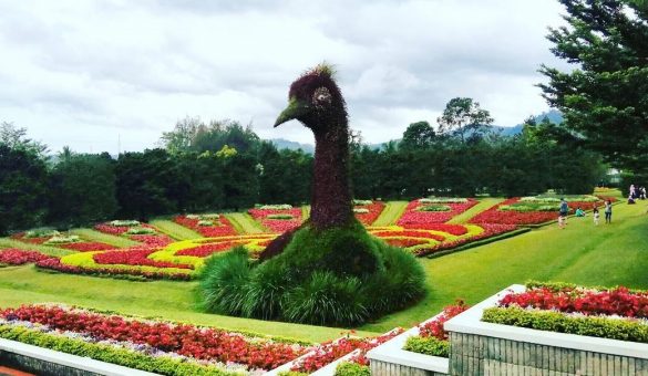 flower garden in indonesia