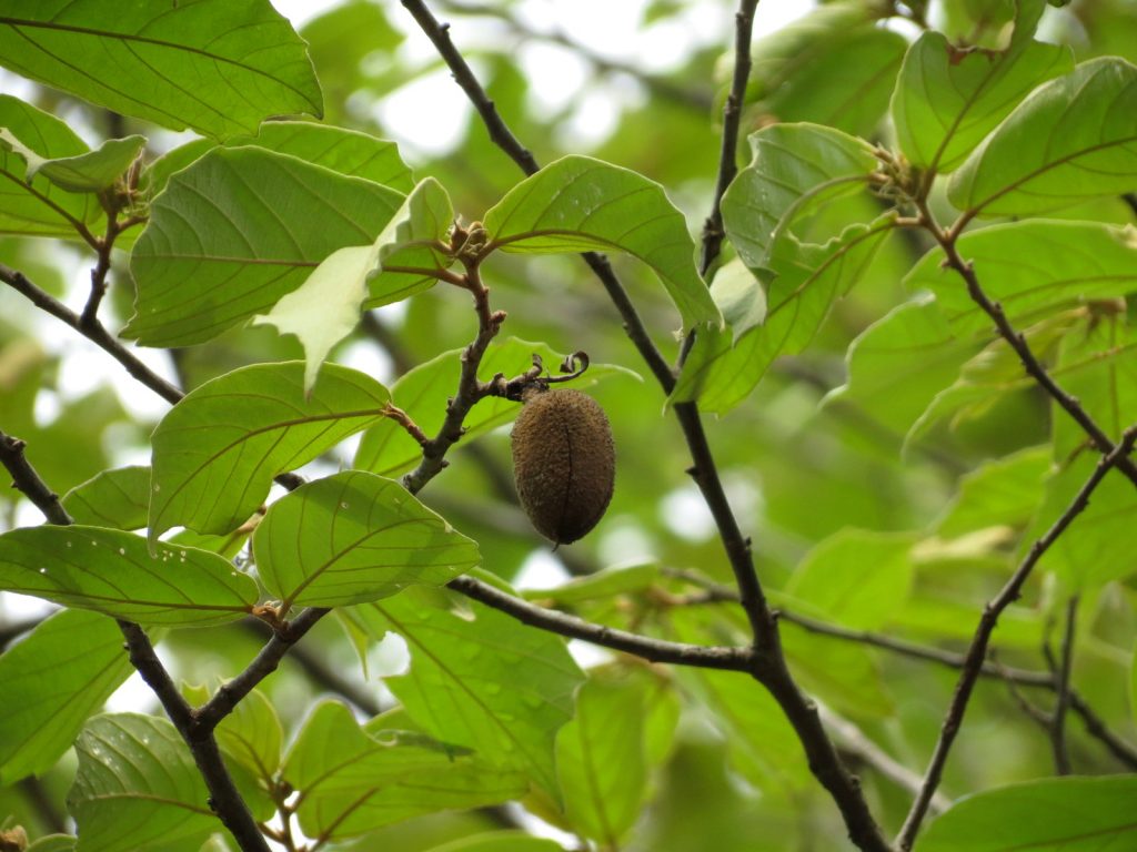 Endangered Plants In Indonesia