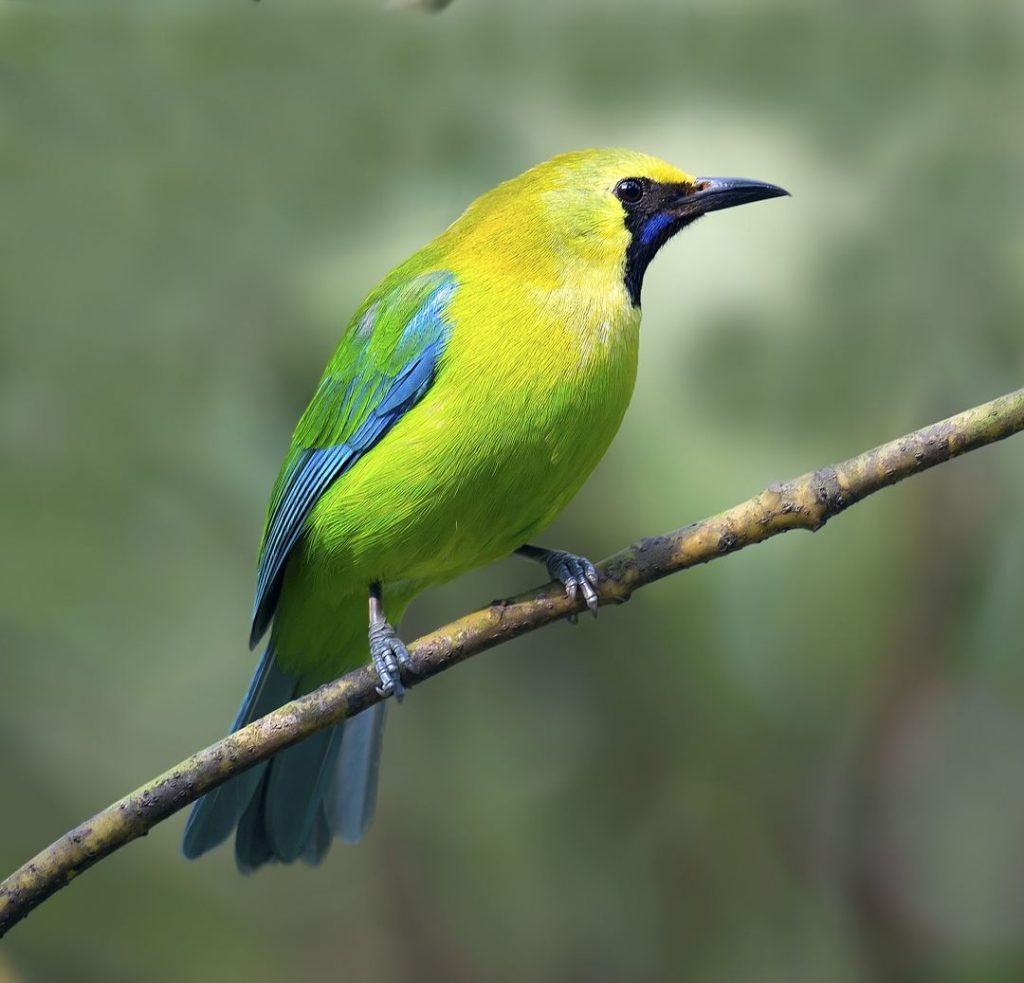 Endangered Birds In Indonesia