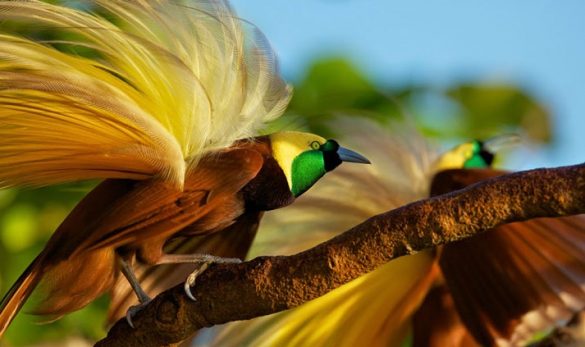 endangered birds in indonesia