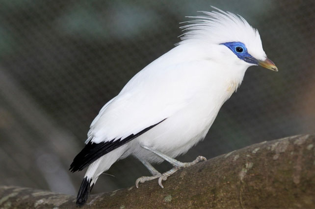 Endangered Birds In Indonesia