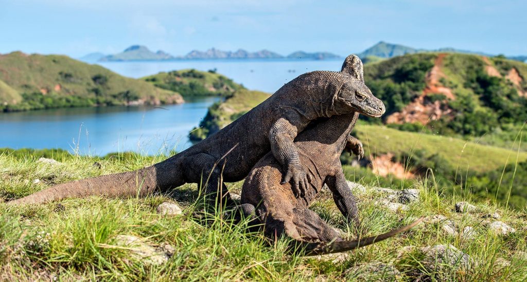 Unusual Animals in Indonesia