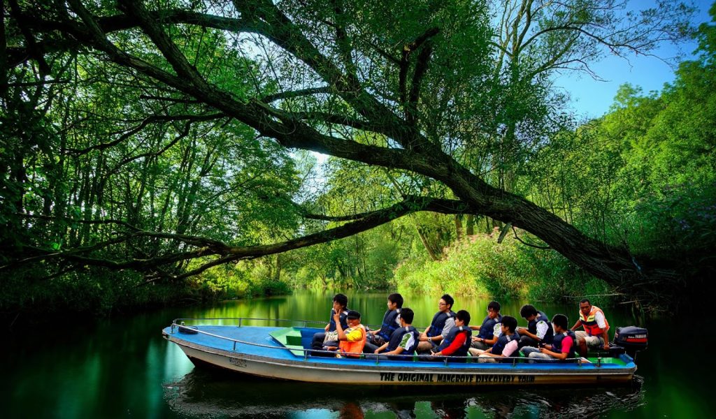 Mangrove Forest in Indonesia 