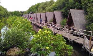 mangrove forest in indonesia
