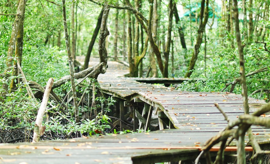 Mangrove Forest in Indonesia 