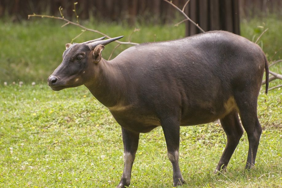 Endangered Mammals in Indonesia (lowland anoa)