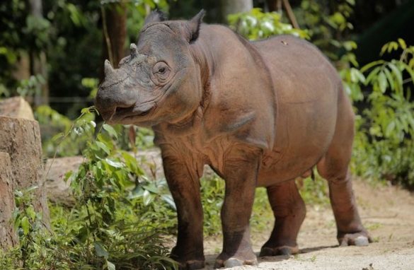 endangered mammals in indonesia