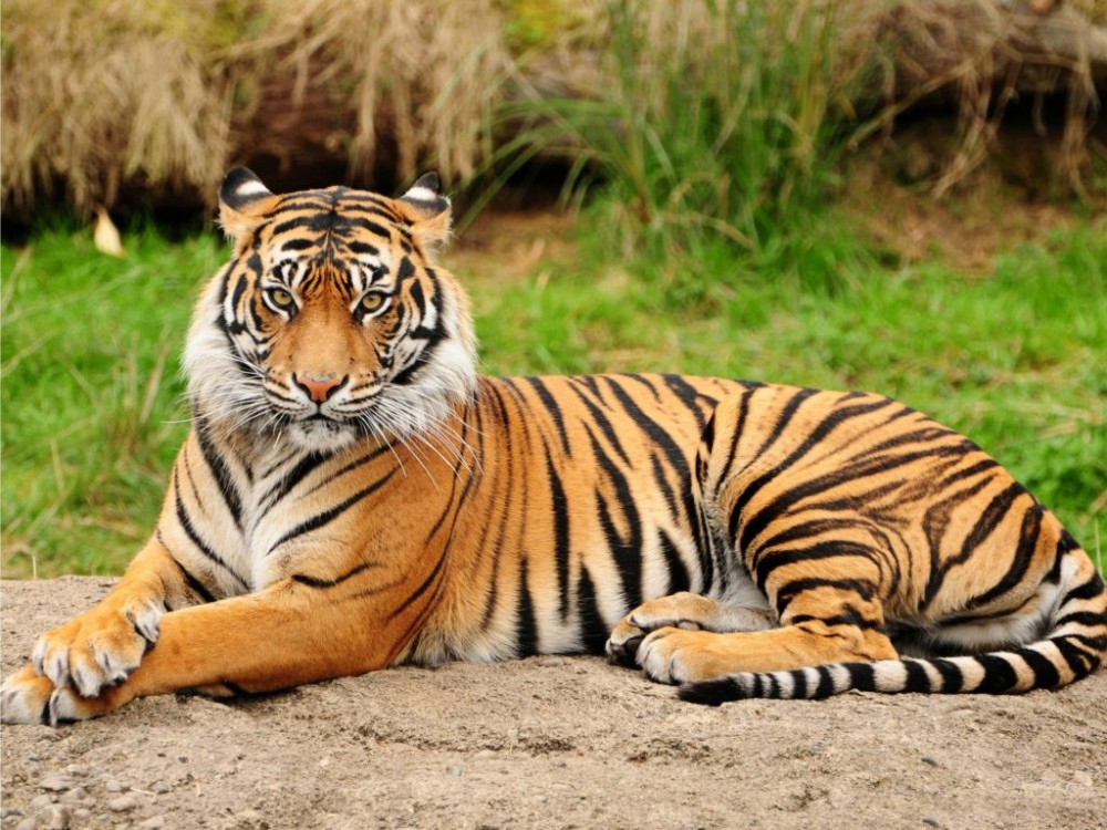 Endangered Mammals in Indonesia (sumatran tiger)