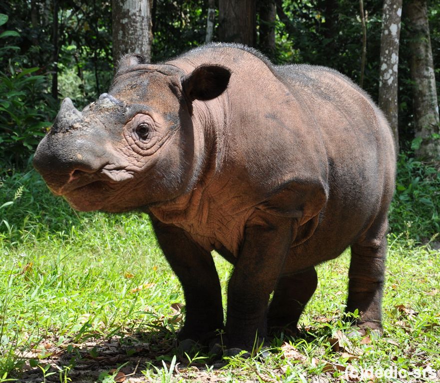 Endangered Mammals in Indonesia (sumatran rhinoceros)