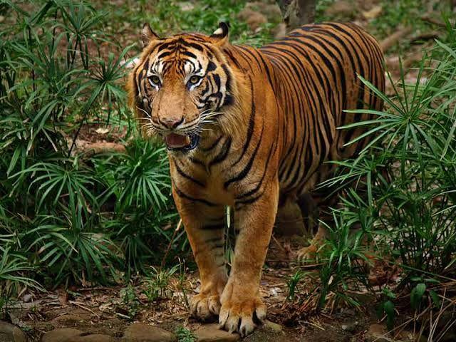 Indonesian Rainforest Endangered Species (sumatran tiger)