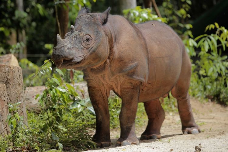Indonesian Rainforest Endangered Species (sumatran rhinoceros)