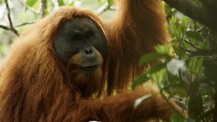 Indonesian Rainforest Endangered Species (tapanuli orangutan)