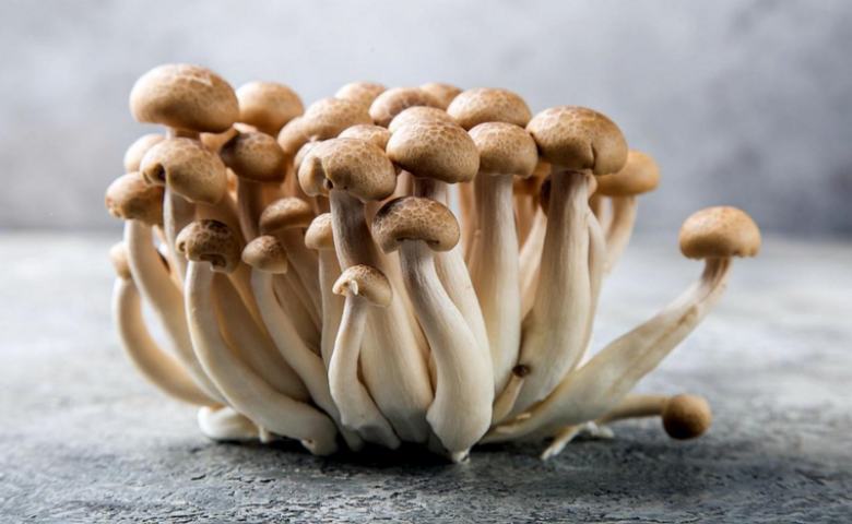 Types of Mushroom in Indonesia