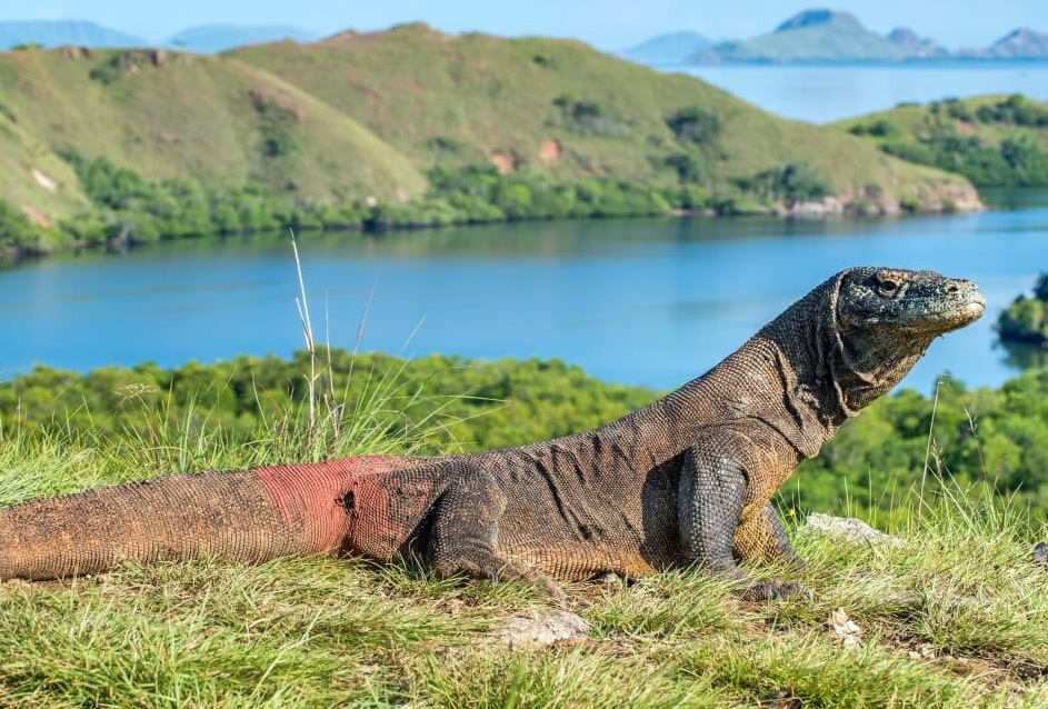 endangered animals in eastern indonesia